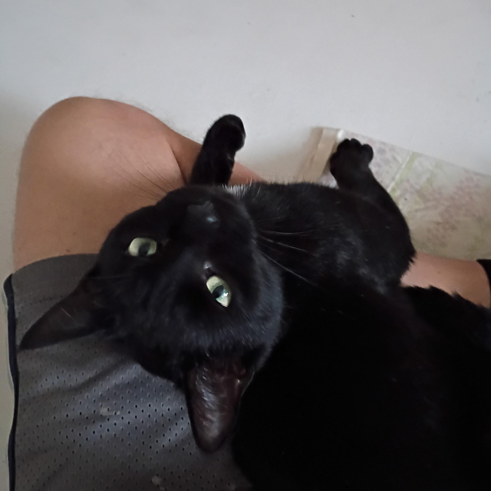 Galaxy, Adoptable, Young Male Domestic Short Hair.