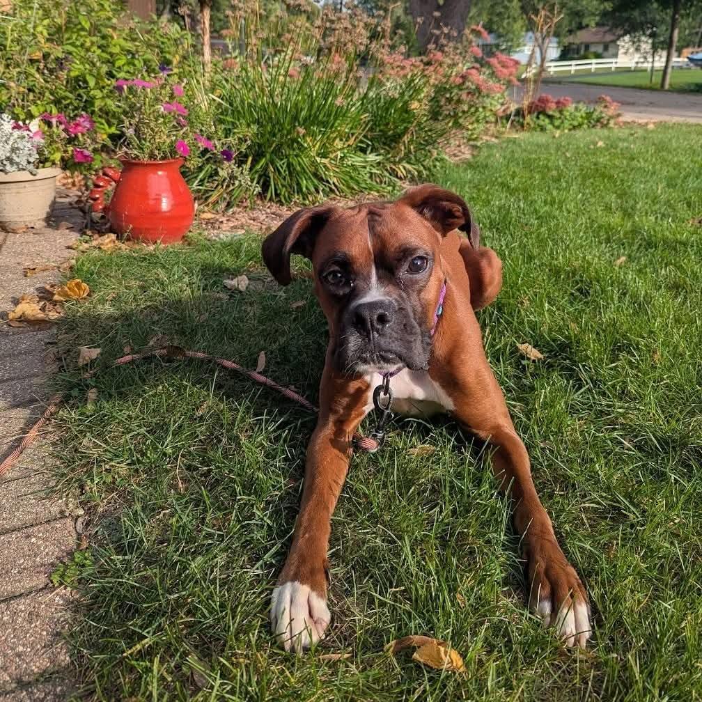 Enlarge Malone, a Adopted Boxer in Woodbury, MN image 1/3