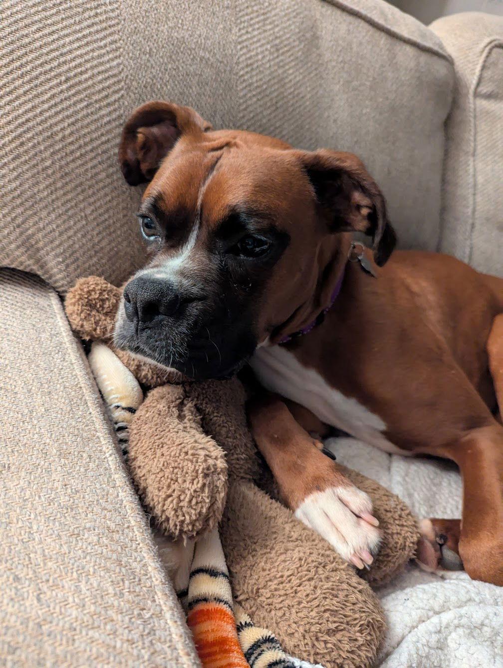 Enlarge Malone, a Adopted Boxer in Woodbury, MN image 2/3