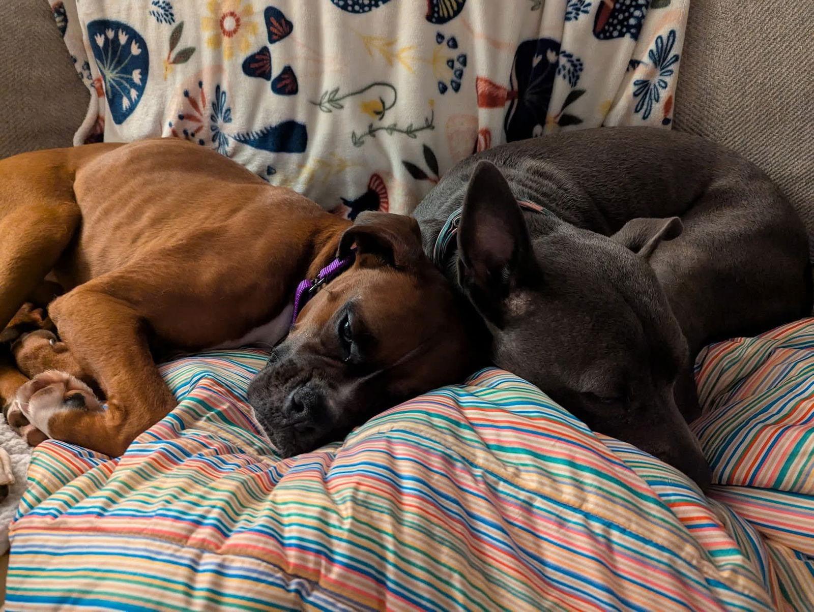 Enlarge Malone, a Adopted Boxer in Woodbury, MN image 3/3