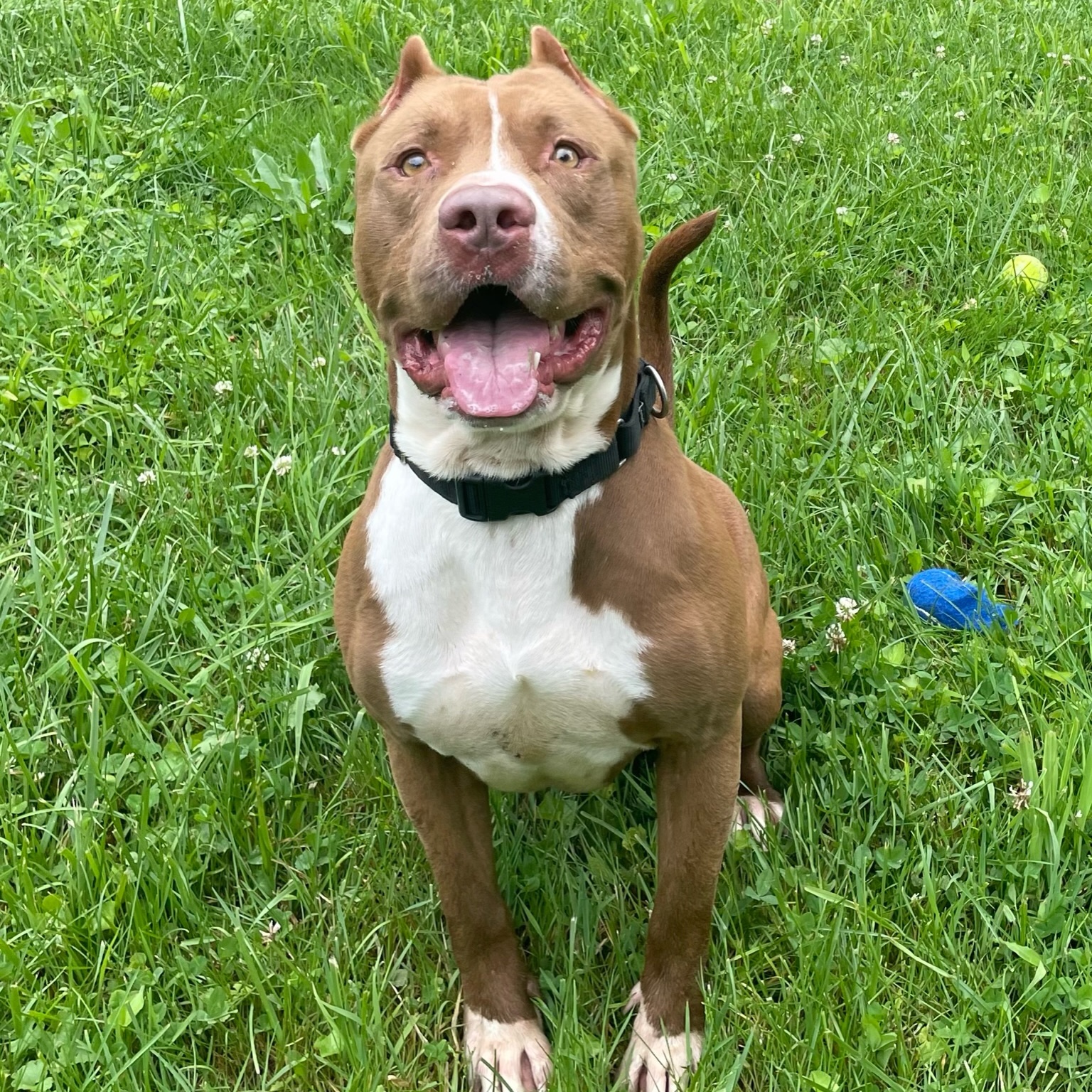 Koda, a Adoptable American Bully in Maysville, KY image 4/5