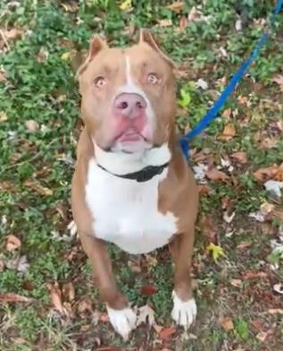 Koda, a Adoptable American Bully in Maysville, KY image 1/5