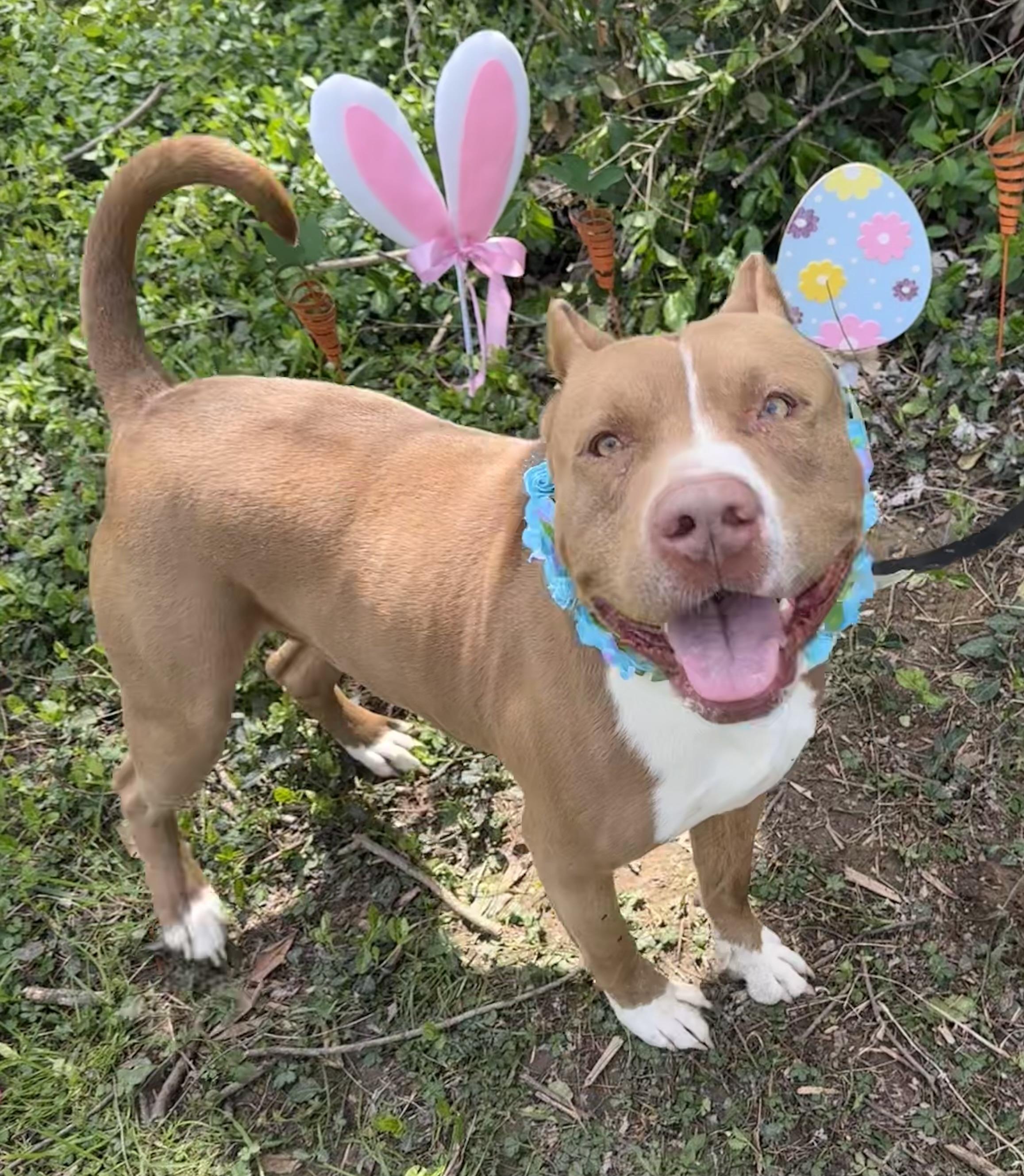 Koda, a Adoptable American Bully in Maysville, KY image 3/5