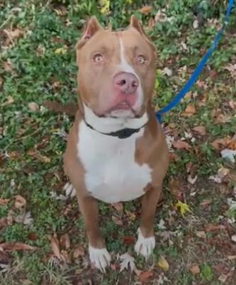 Koda, a Adoptable American Bully in Maysville, KY image 5/5