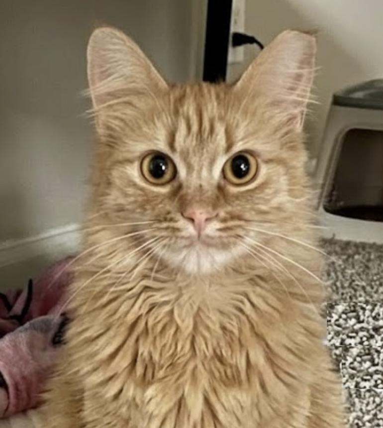 Enlarge Penelope , a ADOPTABLE Domestic Medium Hair in Houston, TX image 5/6