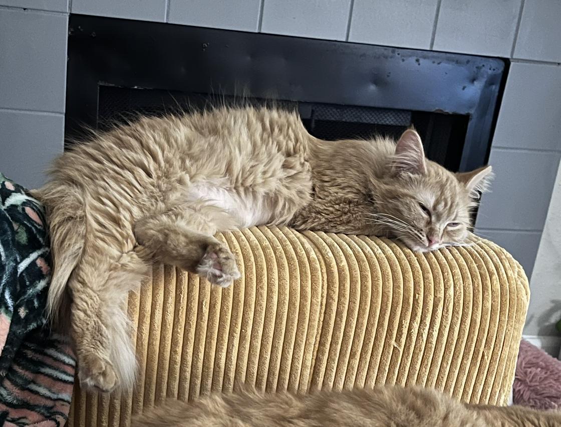 Enlarge Penelope , a ADOPTABLE Domestic Medium Hair in Houston, TX image 3/6