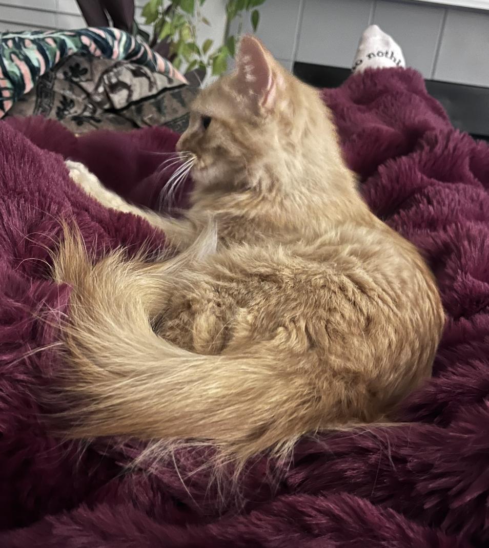 Enlarge Penelope , a ADOPTABLE Domestic Medium Hair in Houston, TX image 4/6