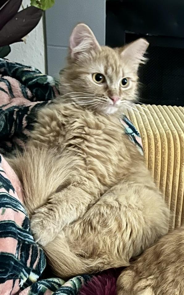 Enlarge Penelope , a ADOPTABLE Domestic Medium Hair in Houston, TX image 2/6