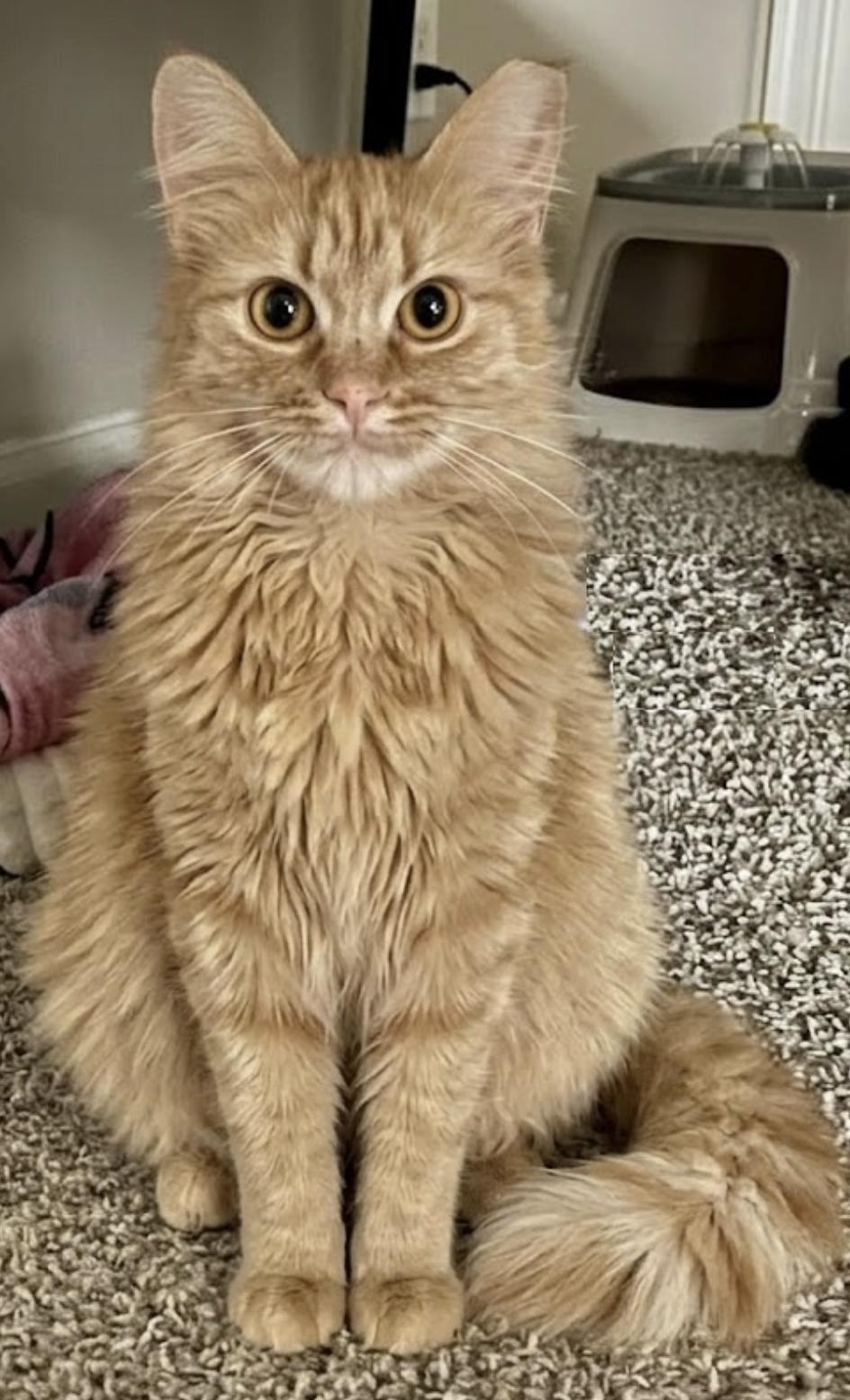 Enlarge Penelope , a ADOPTABLE Domestic Medium Hair in Houston, TX image 6/6