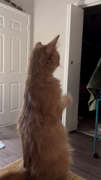 Enlarge Penelope , a ADOPTABLE Domestic Medium Hair in Houston, TX video 3/6