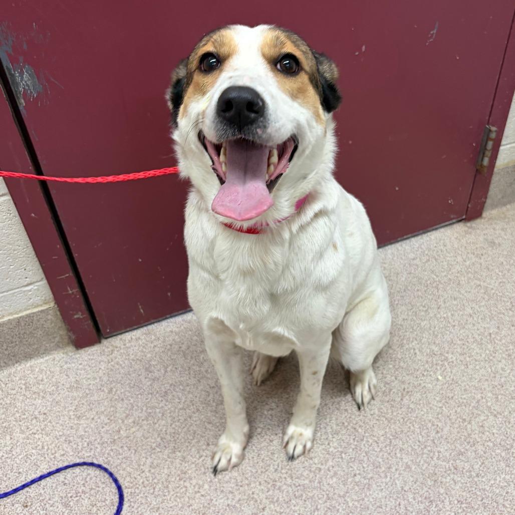 Enlarge Tulip, a Adoptable mixed breed in Ardmore, OK image 1/1
