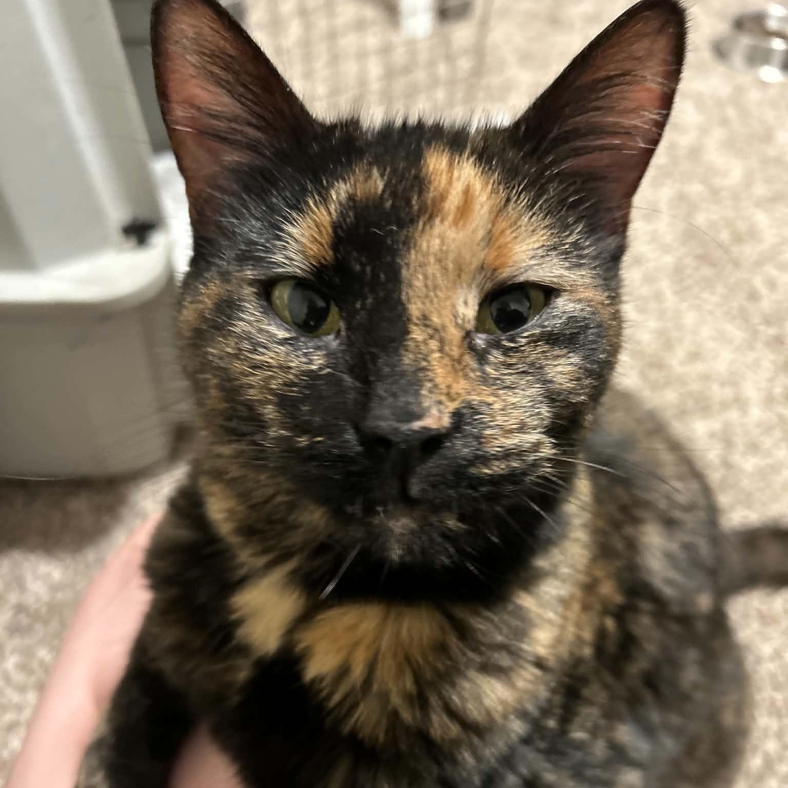 Enlarge Nora *CL*, a Adoptable Tortoiseshell in Kansas City, MO image 1/3