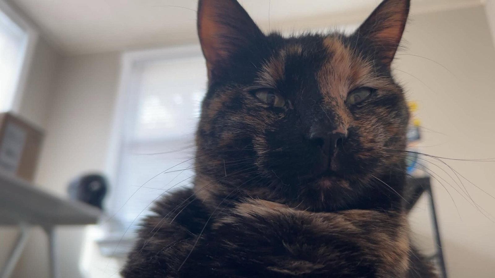 Enlarge Nora *CL*, a Adoptable Tortoiseshell in Kansas City, MO image 2/3