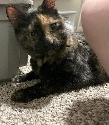 Enlarge Nora *CL*, a Adoptable Tortoiseshell in Kansas City, MO image 3/3