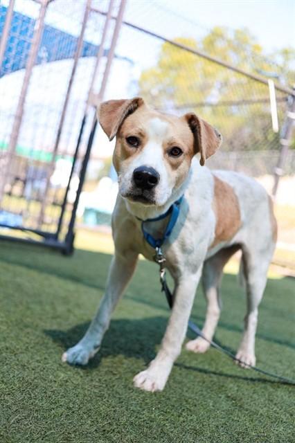 Enlarge CARY, a Adoptable mixed breed in Dallas, TX image 1/1