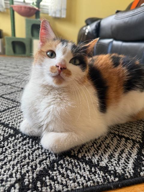 Hazelnut, Adoptable, Adult Female Domestic Short Hair.