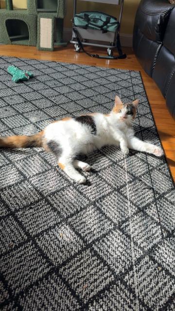 Hazelnut, a Adoptable mixed breed in Pawtucket, RI image 2/5