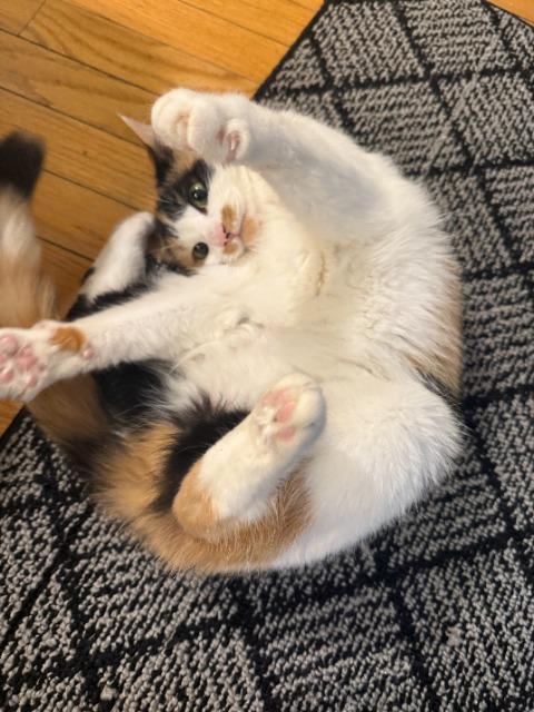 Hazelnut, a Adoptable mixed breed in Pawtucket, RI image 3/5