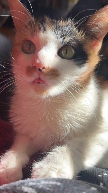 Hazelnut, a Adoptable mixed breed in Pawtucket, RI image 4/5