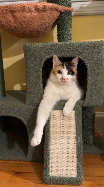 Hazelnut, a Adoptable mixed breed in Pawtucket, RI image 5/5