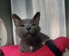 Enlarge Randy, a Adoptable mixed breed in Barron, WI image 1/1