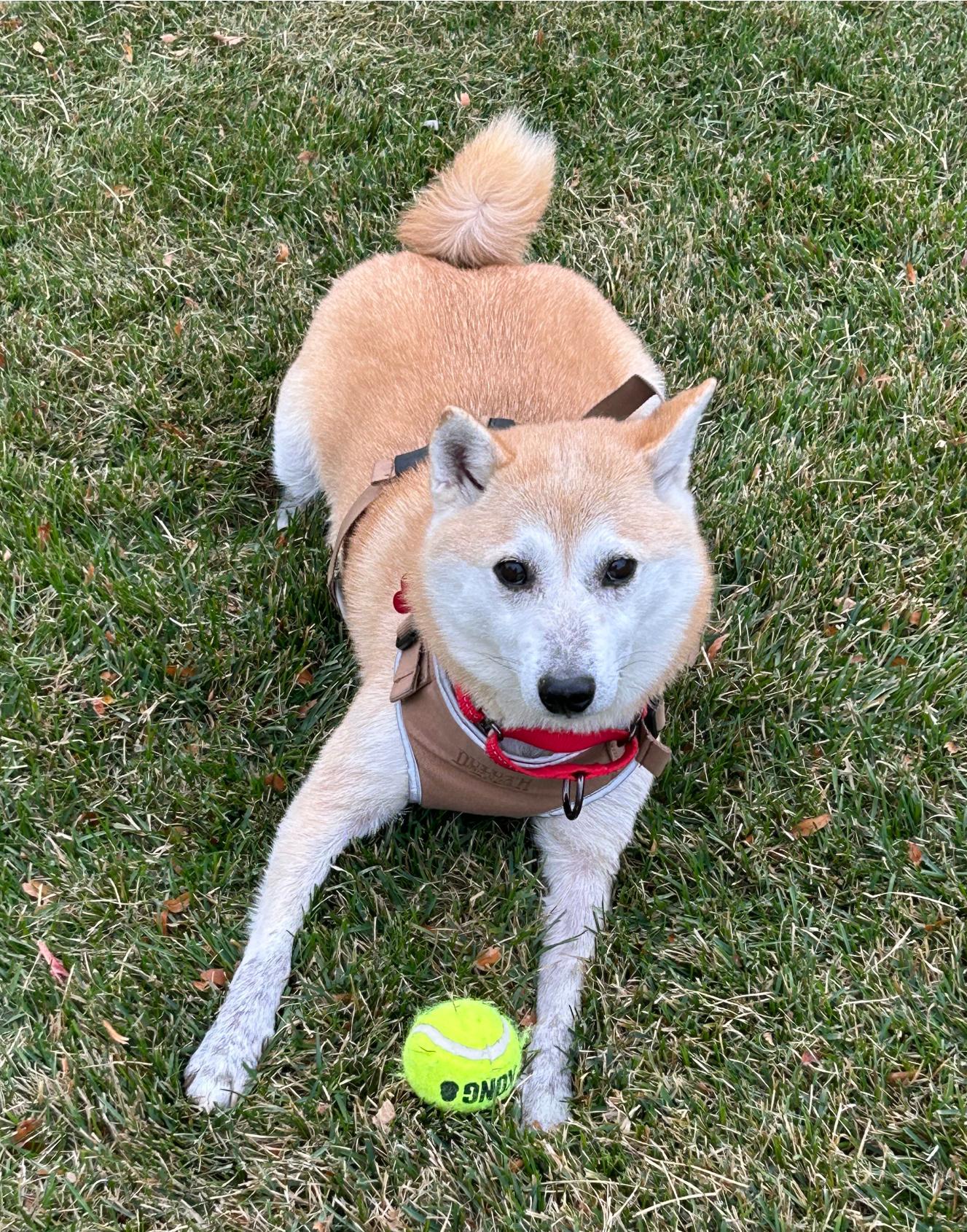 Jake Gyllenhaal, Adoptable, Adult Male Shiba Inu.
