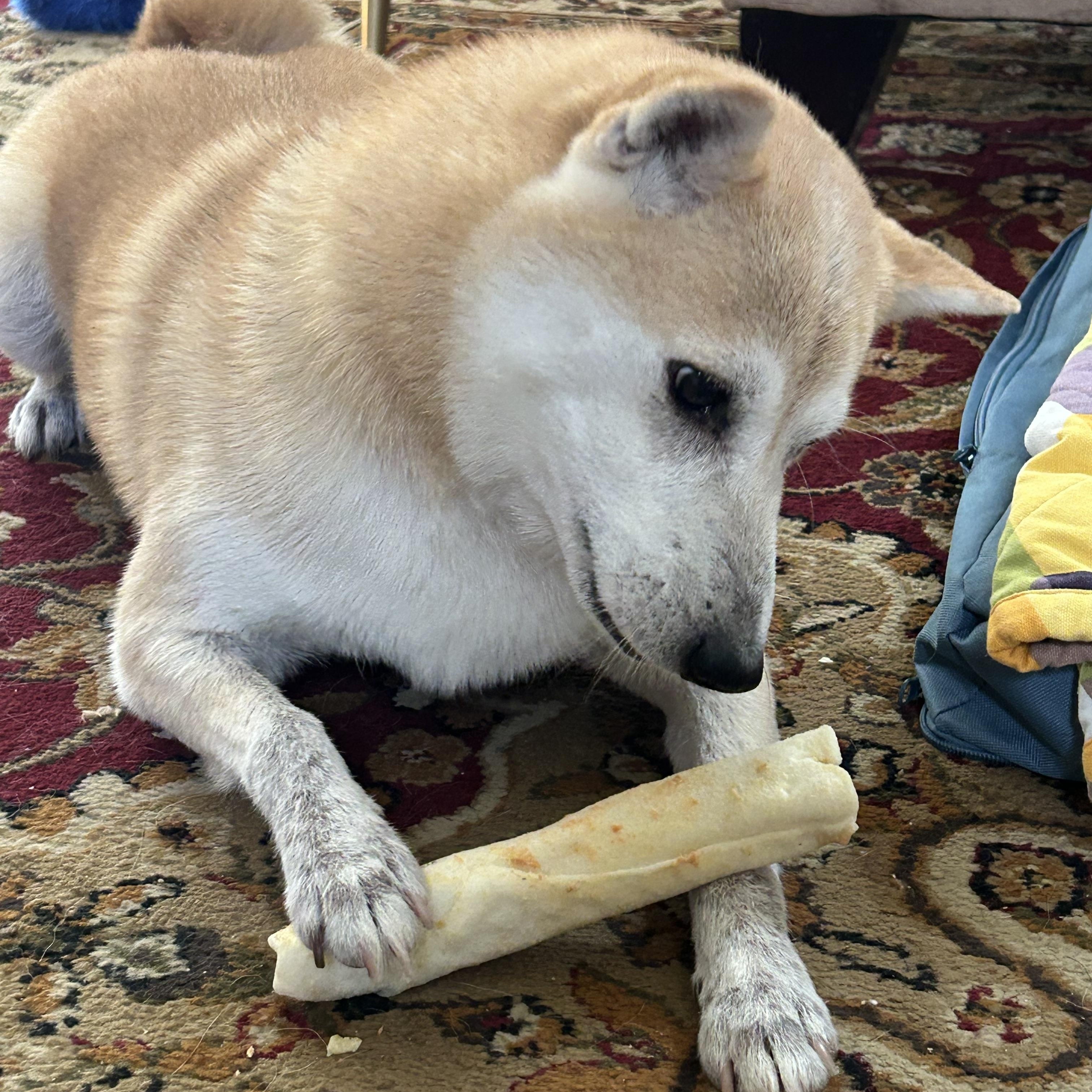 Enlarge Jake Gyllenhaal, a Adoptable Shiba Inu in Northville, MI image 3/5