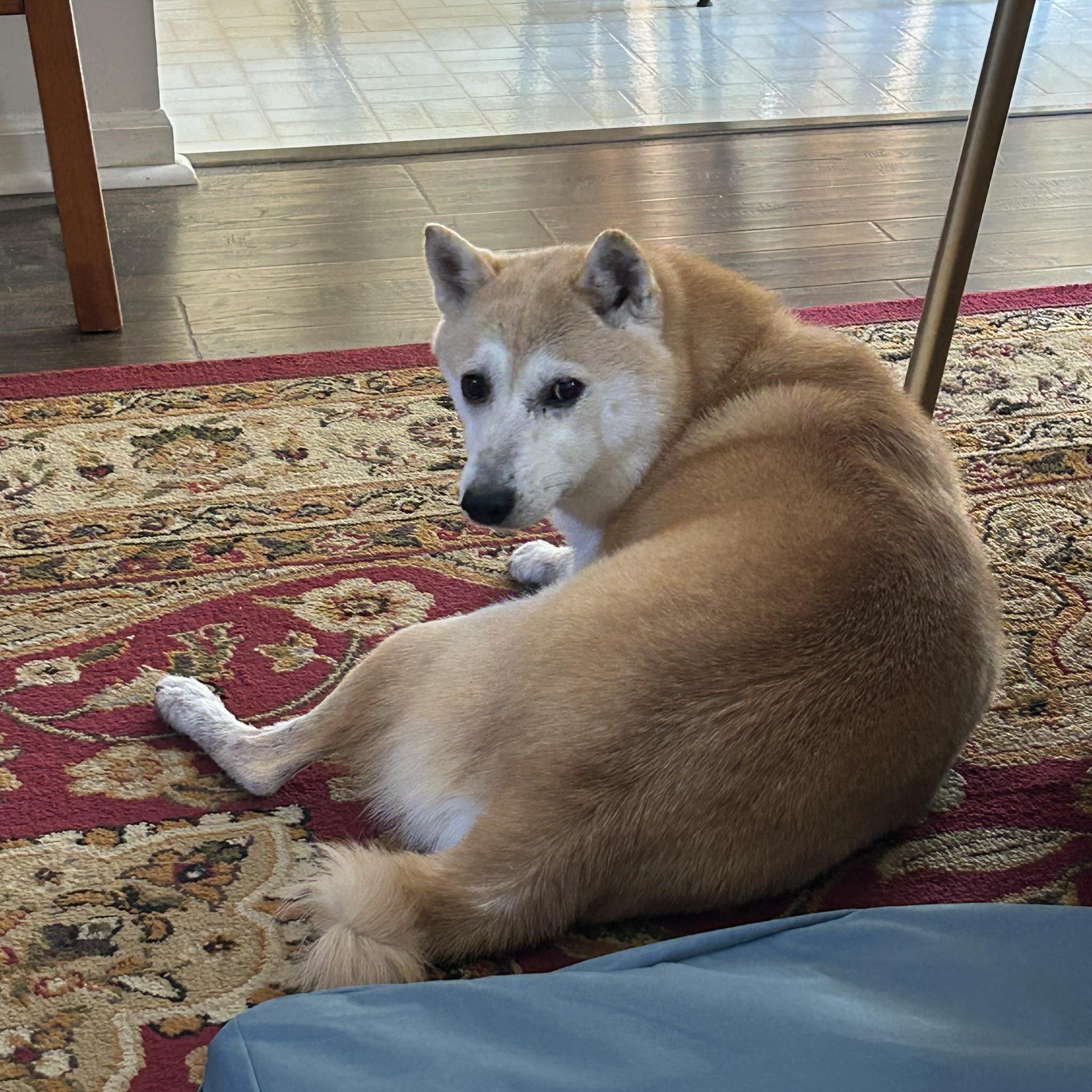 Enlarge Jake Gyllenhaal, a Adoptable Shiba Inu in Northville, MI image 4/5