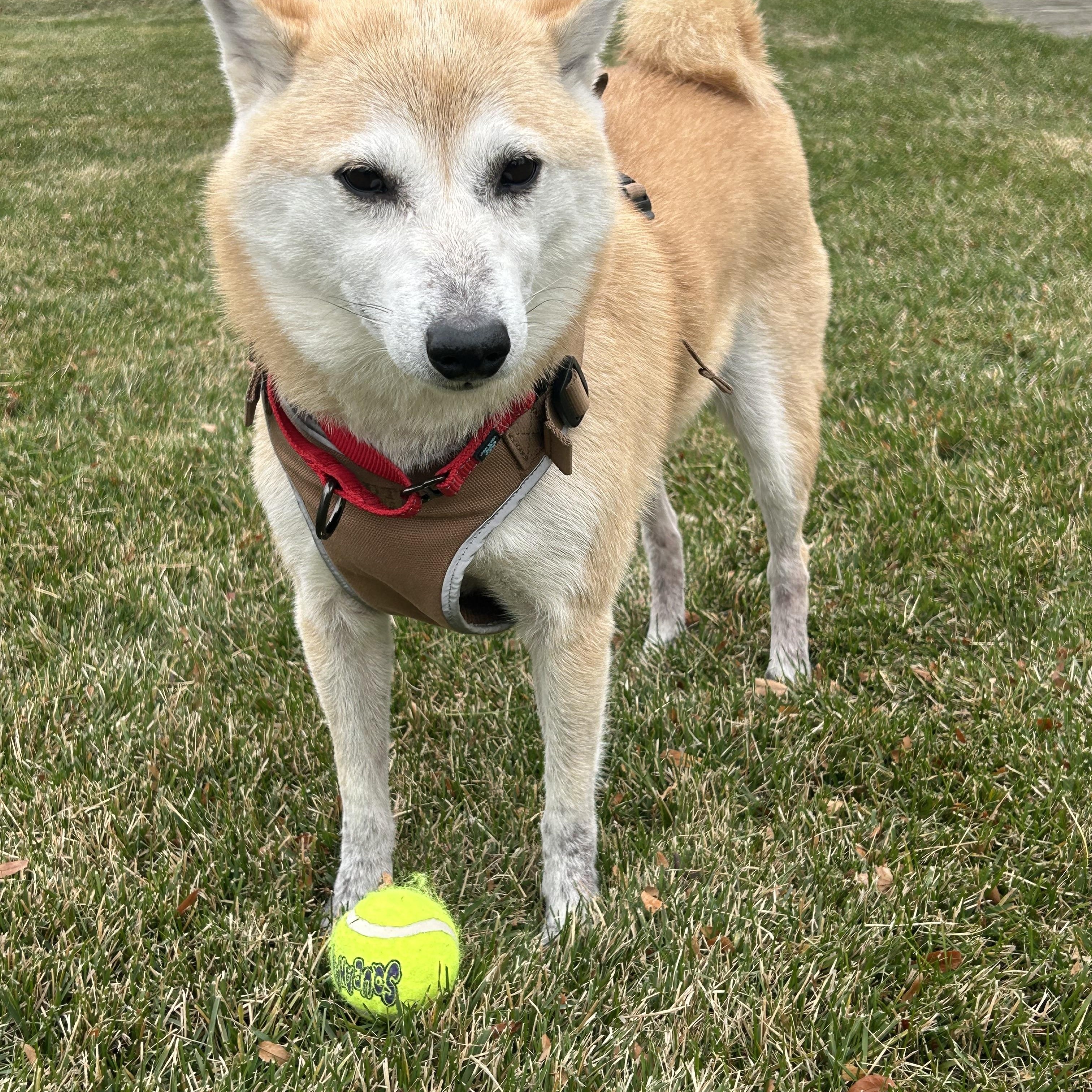 Enlarge Jake Gyllenhaal, a Adoptable Shiba Inu in Northville, MI image 5/5