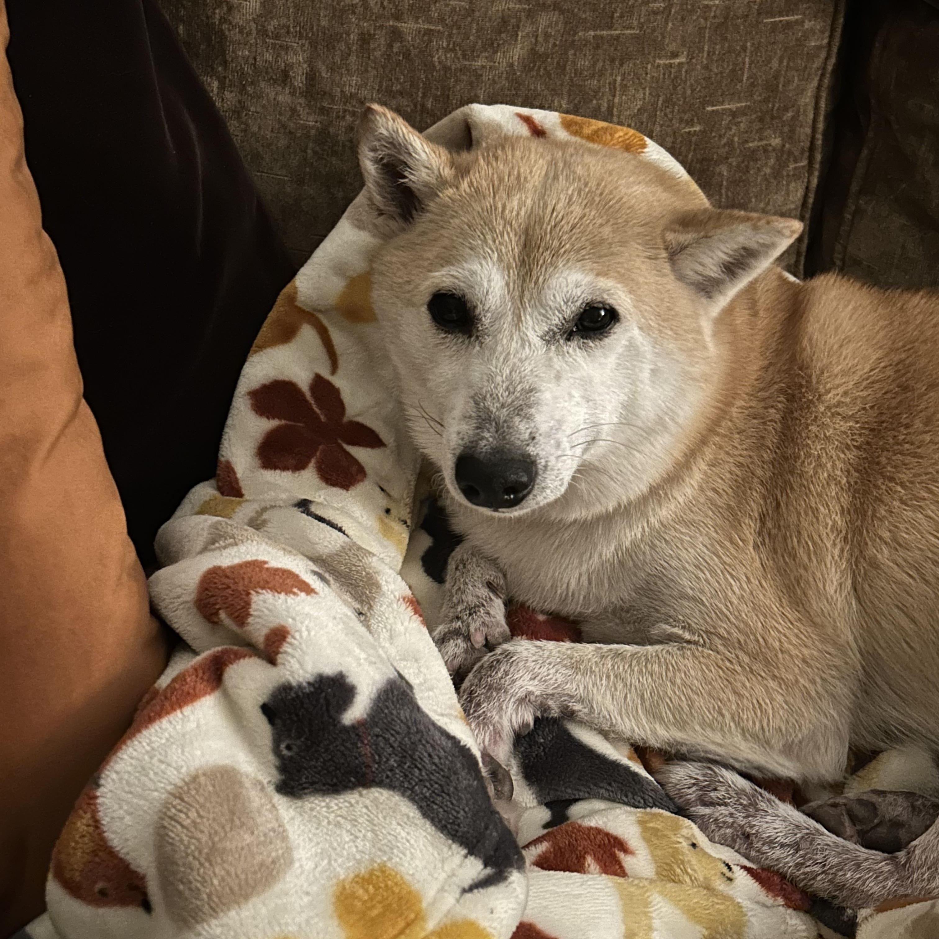 Jake Gyllenhaal, adopted, Adult Male Shiba Inu.