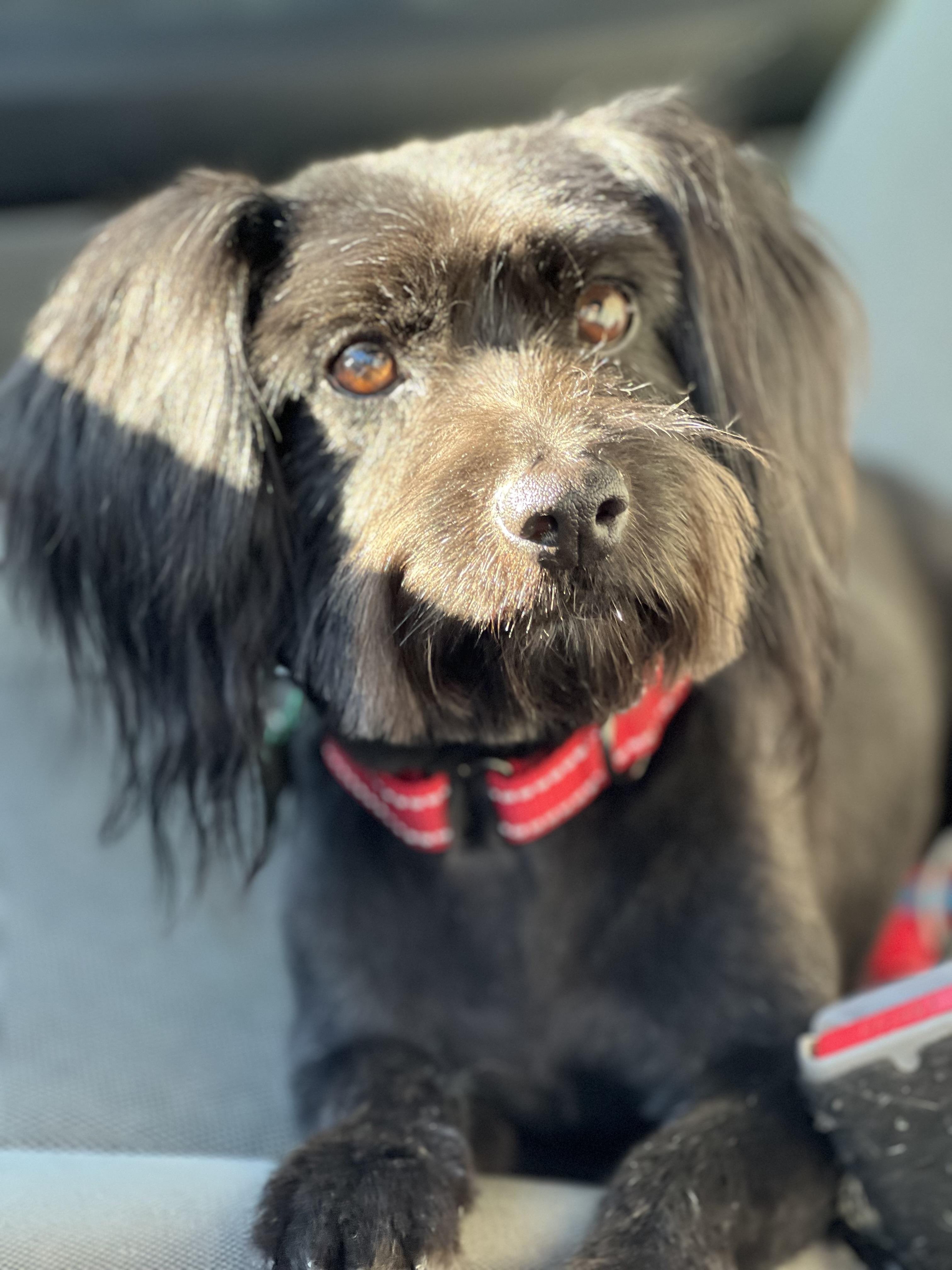 Ozzy, a Adopted mixed breed in MURRIETA, CA image 5/6