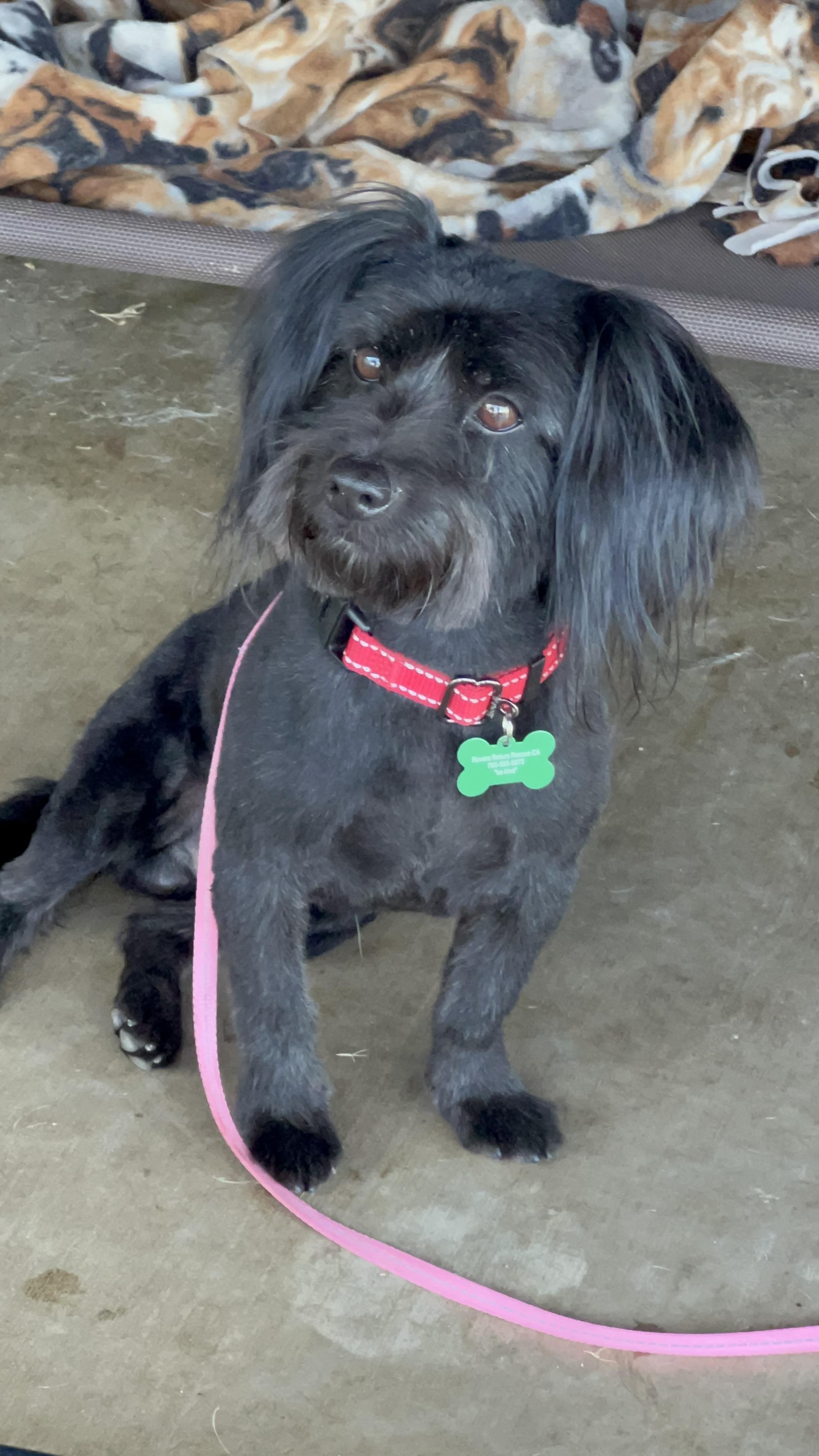 Ozzy, a Adopted mixed breed in MURRIETA, CA image 6/6