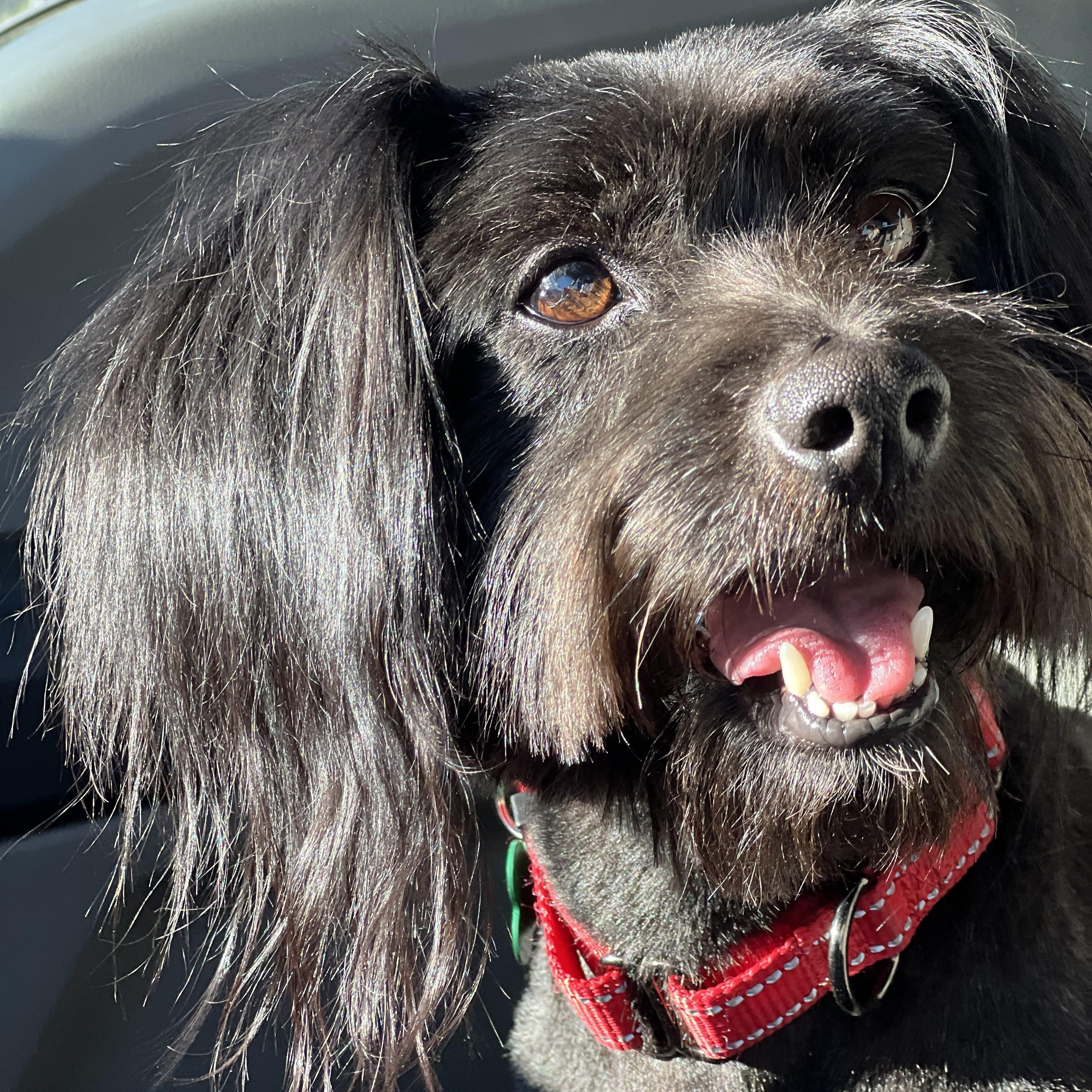 Ozzy, a Adopted mixed breed in MURRIETA, CA image 2/6