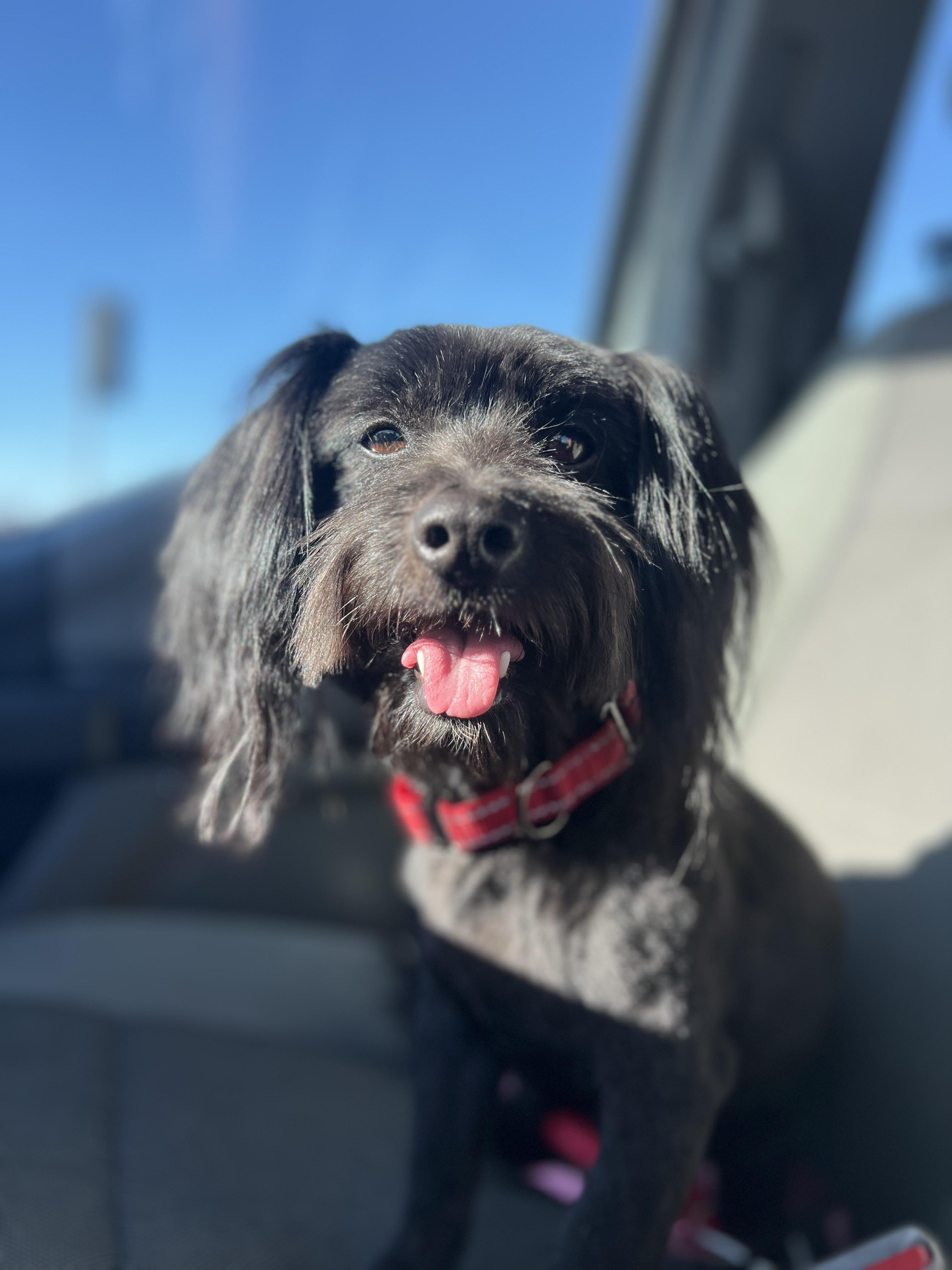 Ozzy, a Adopted mixed breed in MURRIETA, CA image 1/6