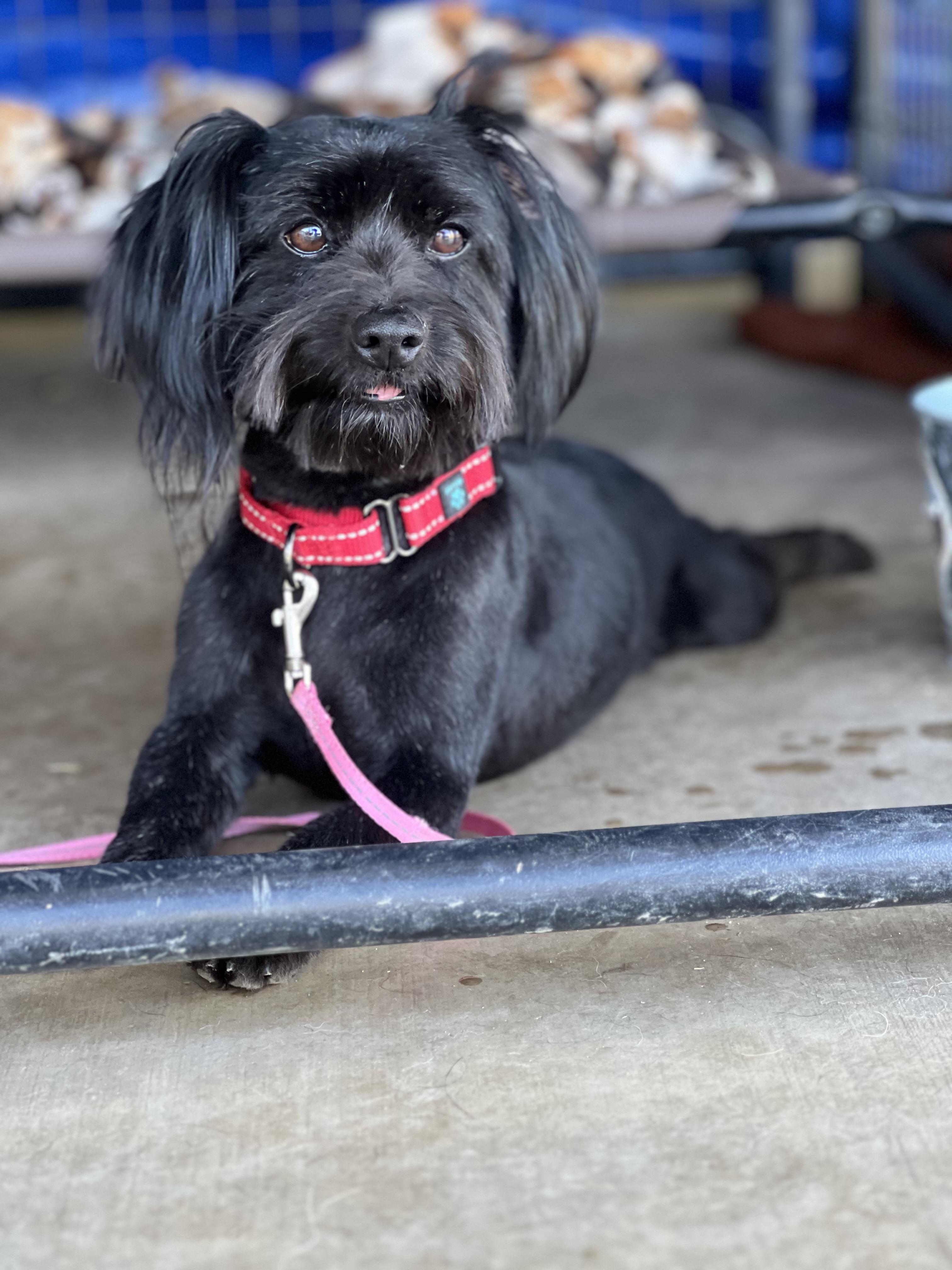 Ozzy, a Adopted mixed breed in MURRIETA, CA image 3/6