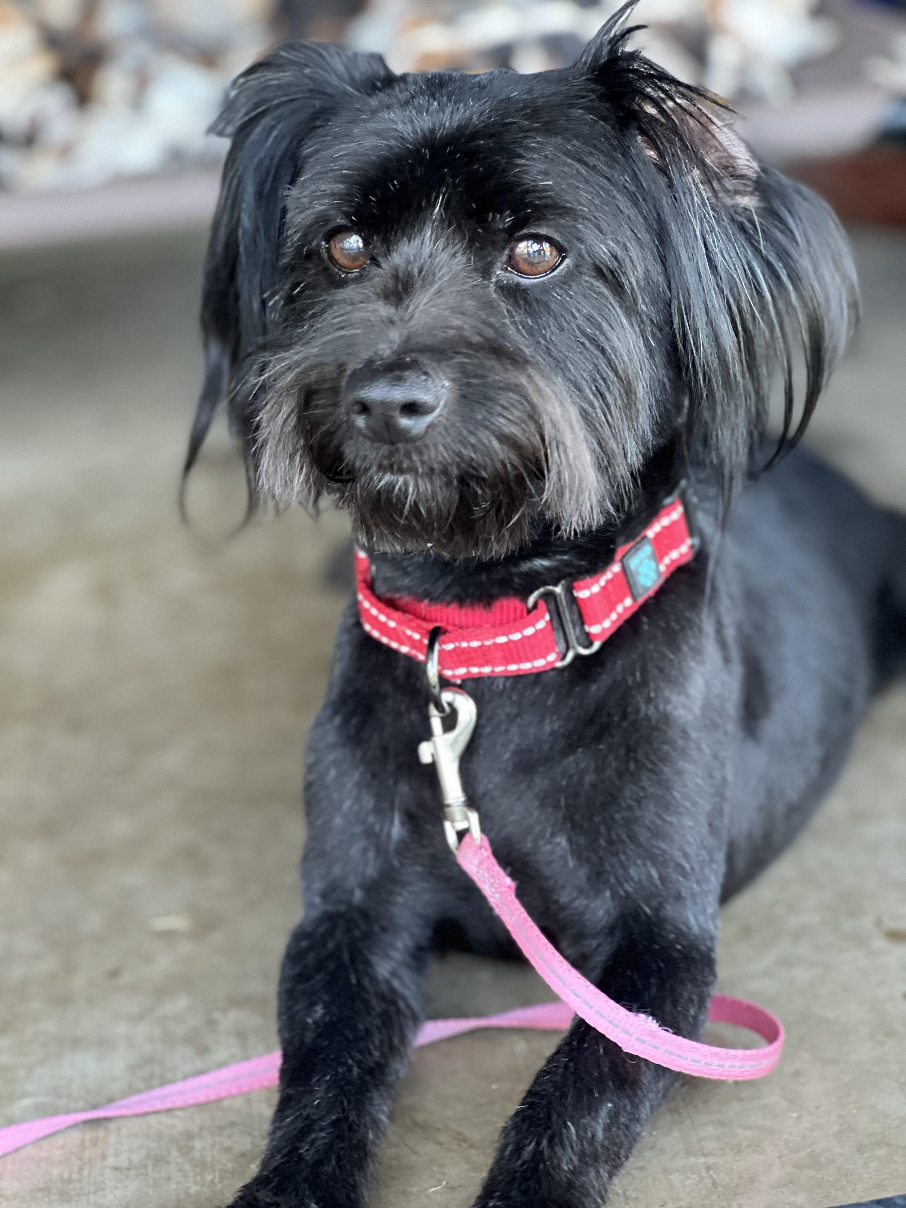 Ozzy, a Adopted mixed breed in MURRIETA, CA image 4/6