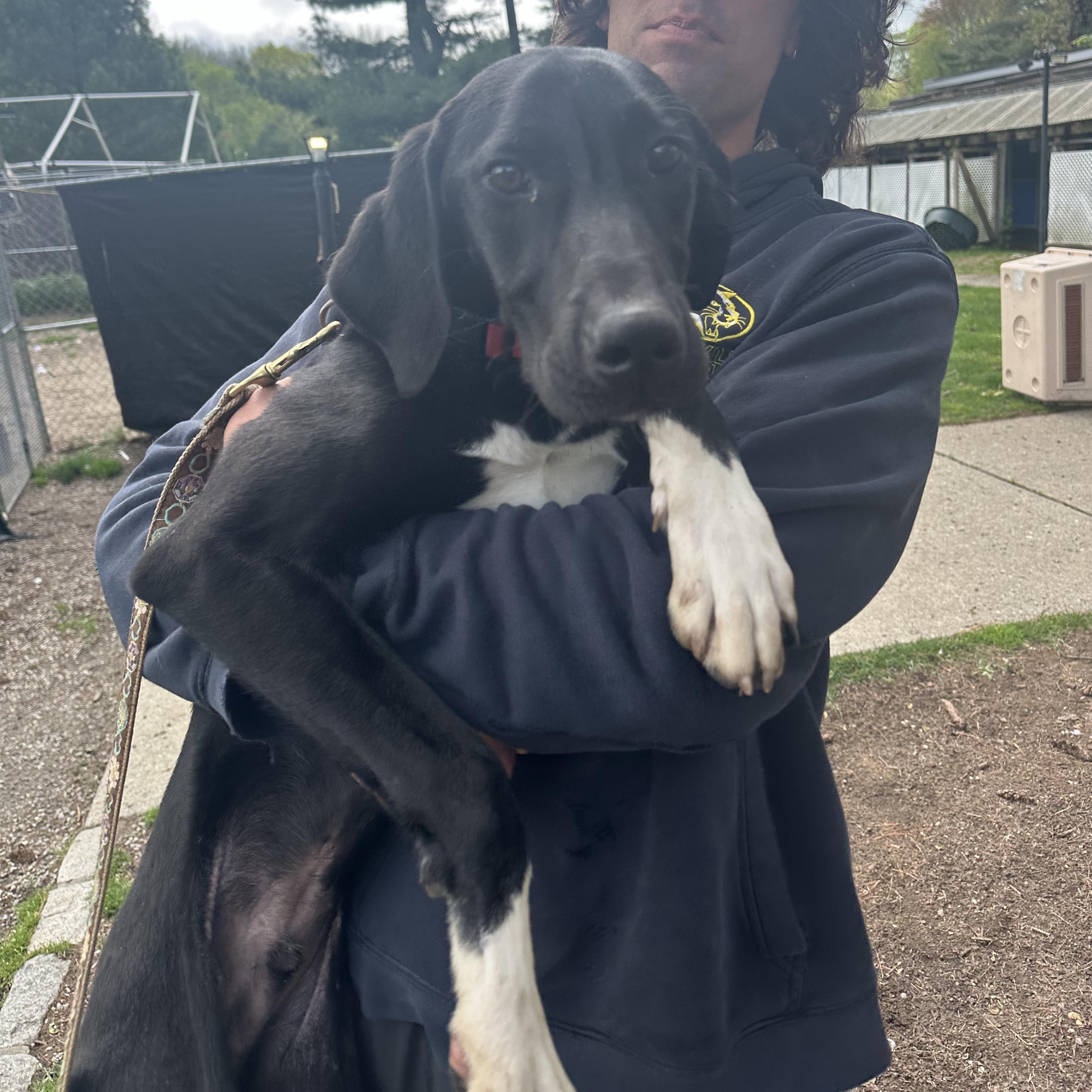 Enlarge Teague, a Adoptable mixed breed in Rochester, NY image 5/5