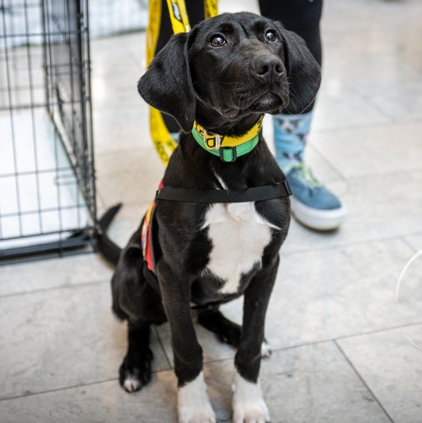 Teague, Adoptable, Young Male Black Labrador Retriever & Hound.