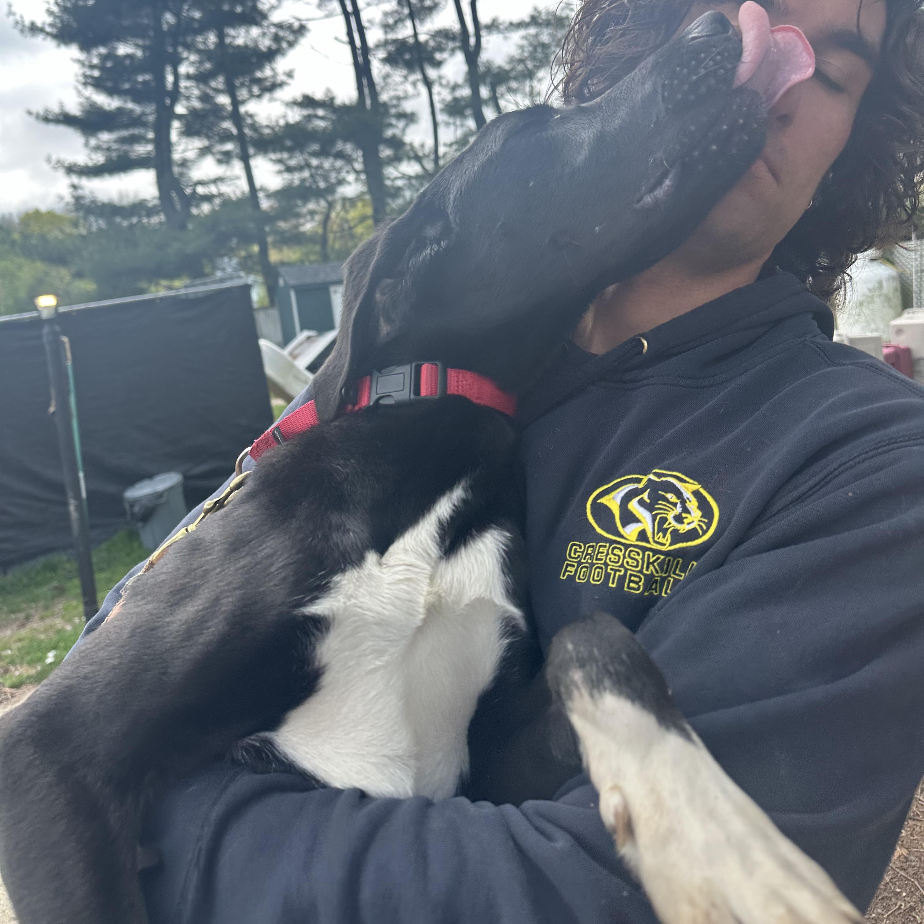 Enlarge Teague, a Adoptable mixed breed in Rochester, NY image 4/5