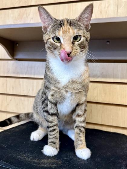 Enlarge Dolly, a Adoptable Calico in Downers Grove, IL image 3/3
