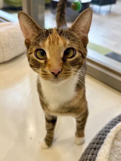 Enlarge Dolly, a Adoptable Calico in Downers Grove, IL image 2/3