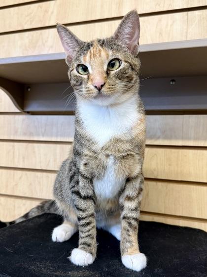 Dolly, Adoptable, Adult Female Calico.