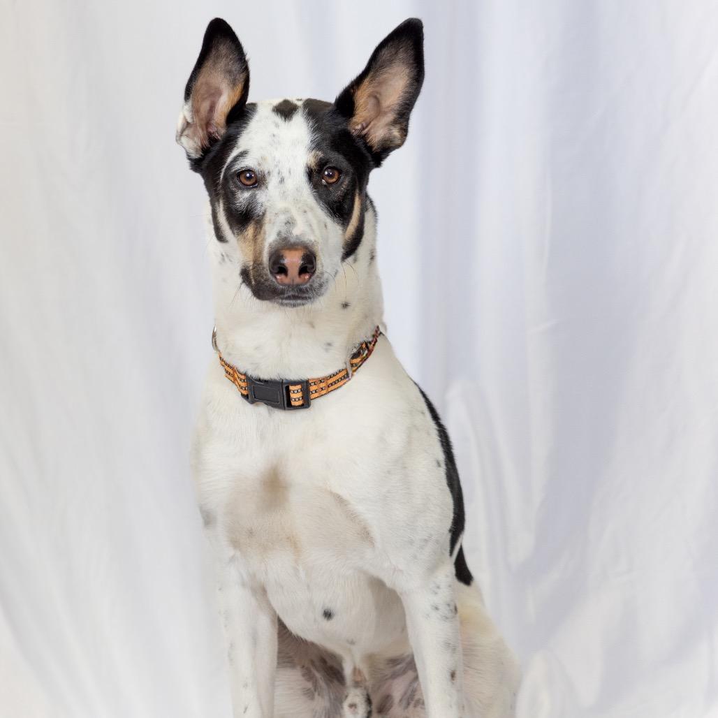 Enlarge Chuck -in foster!, a Adoptable mixed breed in Flagstaff, AZ image 1/6