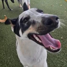 Chuck  Shy & thumbnail 2