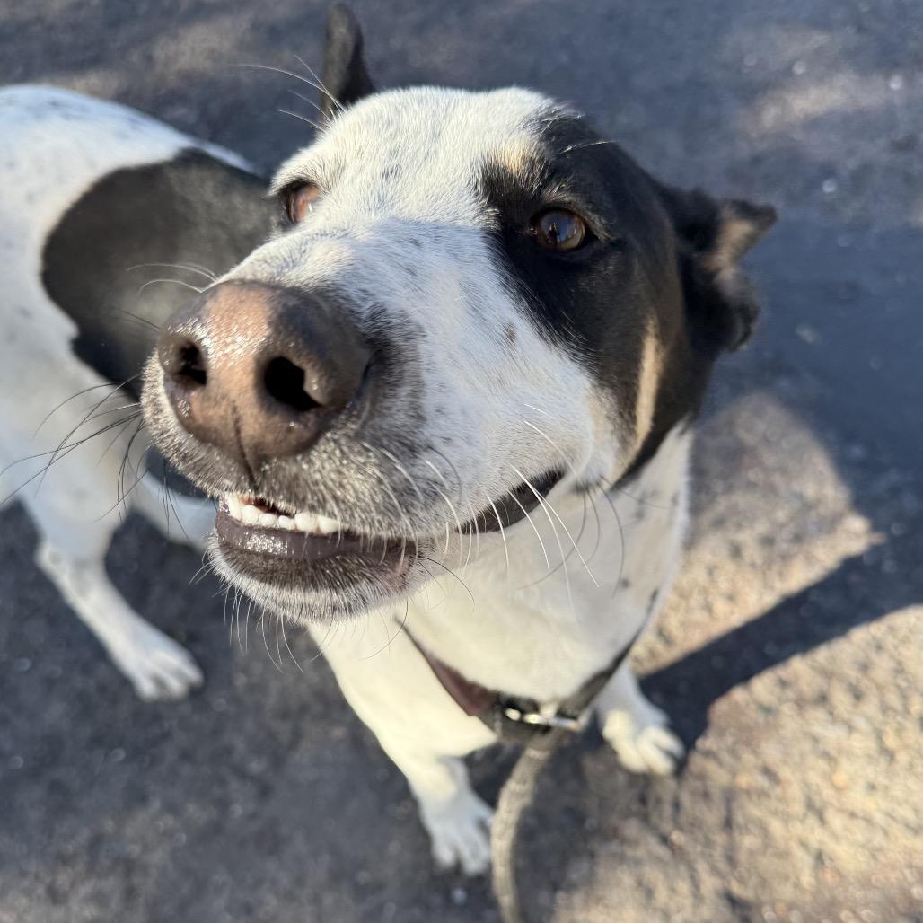 Chuck  Shy & thumbnail 3