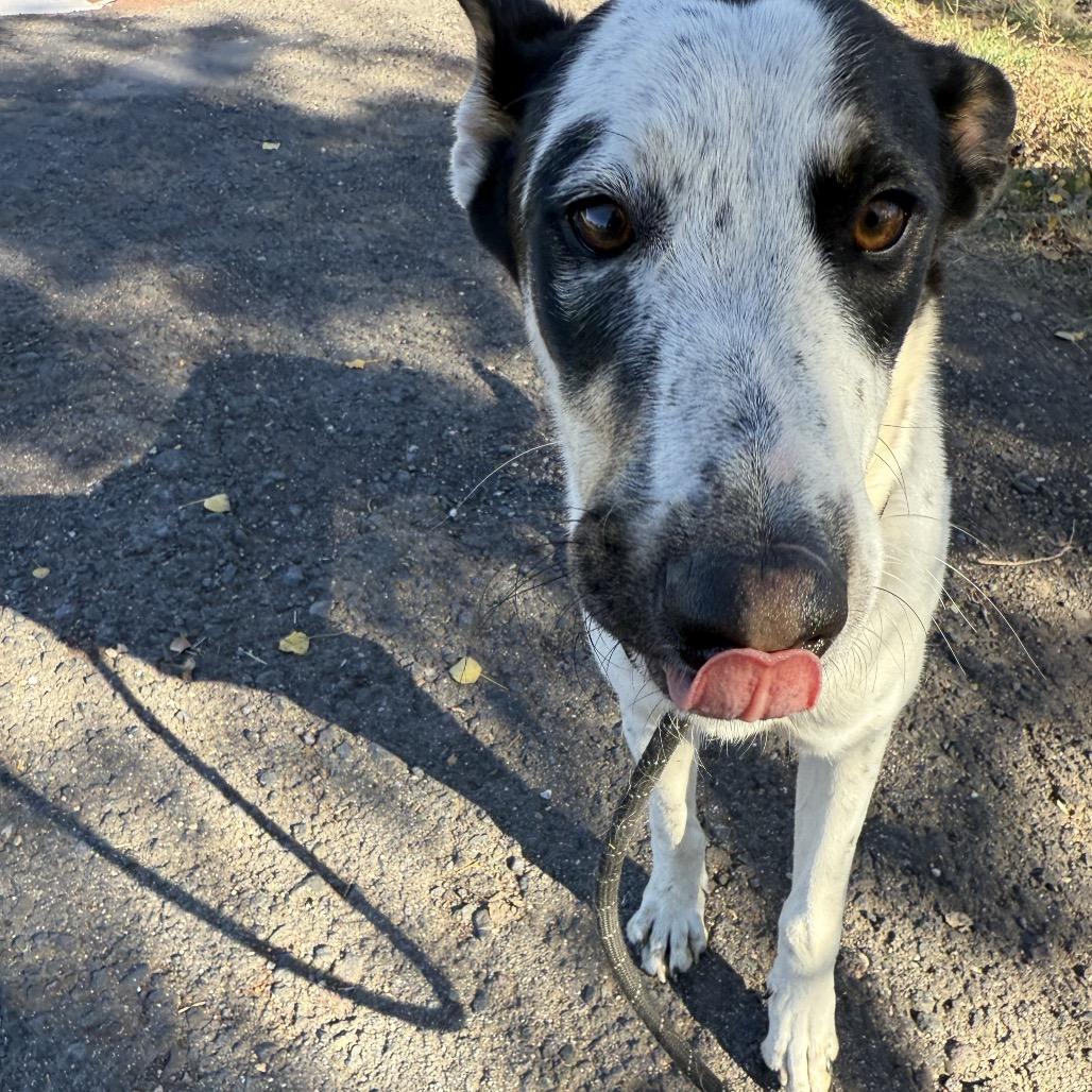 Chuck  Shy & thumbnail 5