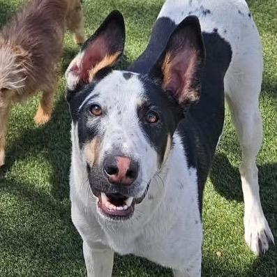 Enlarge Chuck- In Foster!, a Adoptable mixed breed in Flagstaff, AZ image 5/6