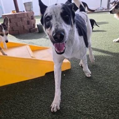 Chuck  Shy & thumbnail 6