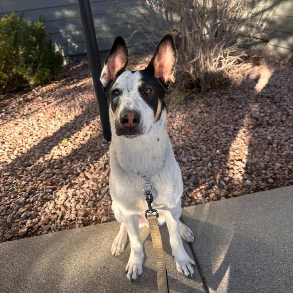 Chuck, a Adoptable mixed breed in Flagstaff, AZ image 6/6