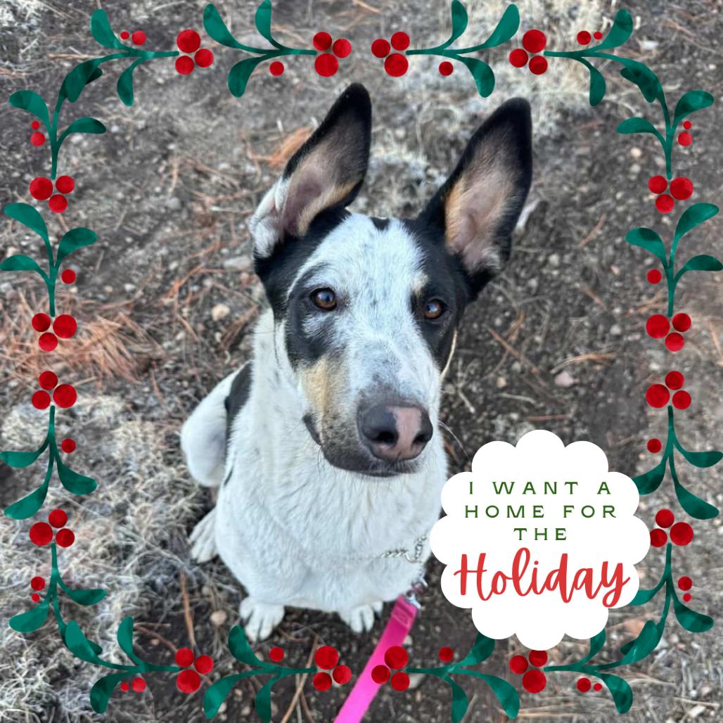 Chuck  Shy & thumbnail 7